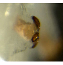 Pegomya laticornis larva,  posterior spiracle,  lateral